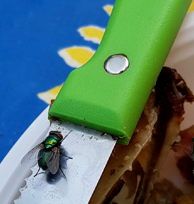 Matteo Salvini, la lama del coltello e la mosca verde